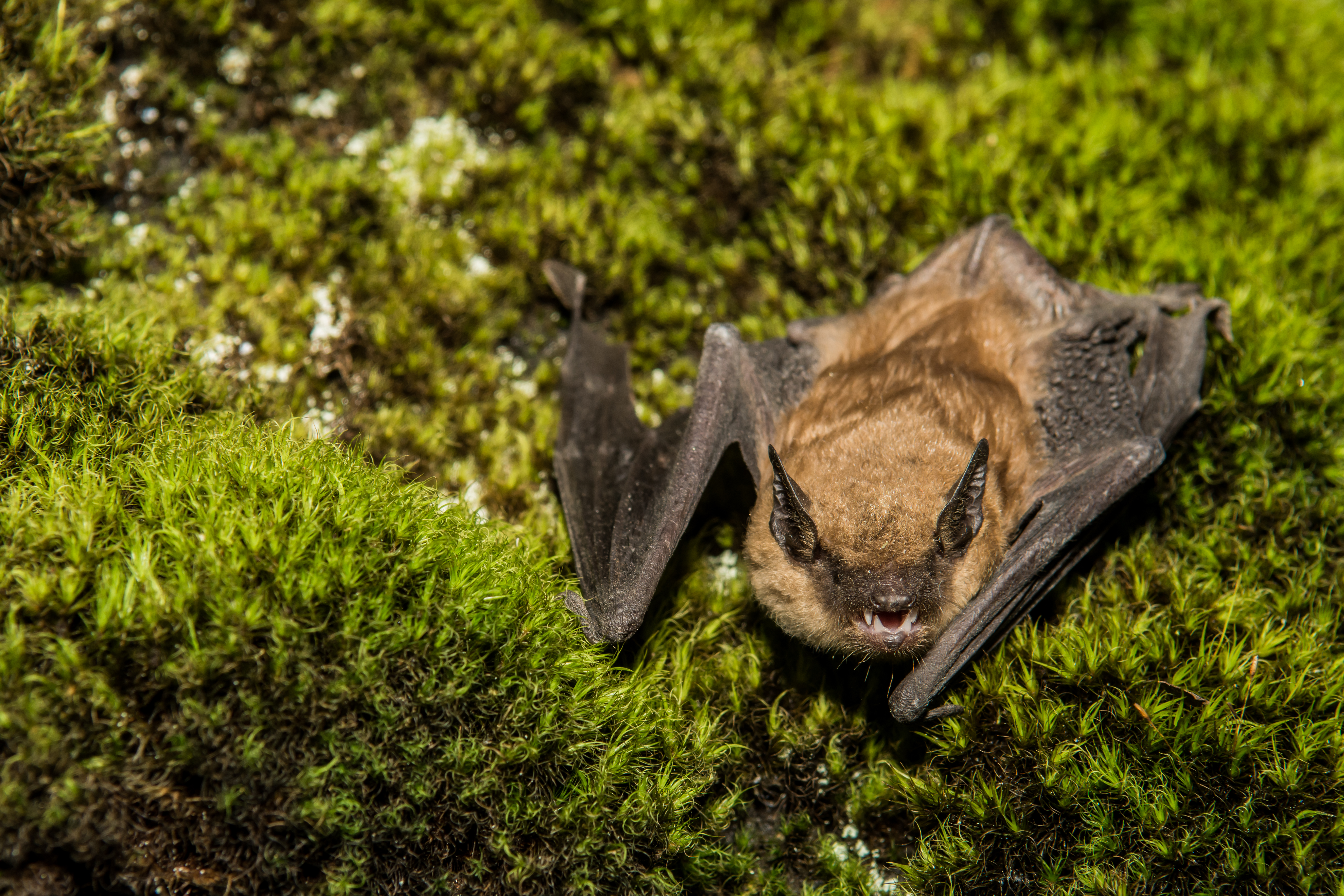 Bat on bed of green moss