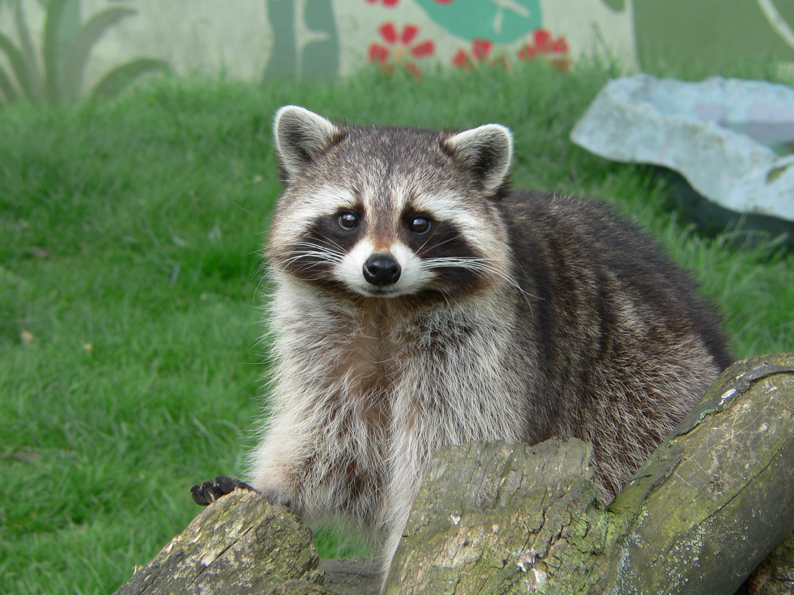 Photo of young raccoon looking at camera