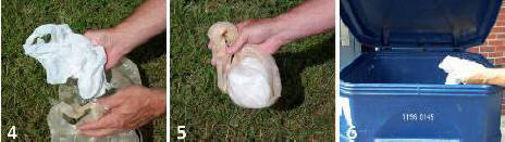 image of actions to take to dispose of dead bird